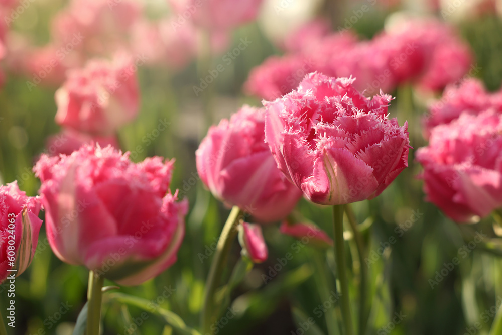 Beautiful colorful tulips growing in flower bed, closeup