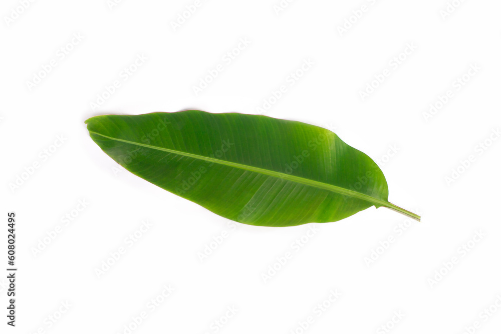 Obraz premium banana leaf isolated on white background, sleeping position