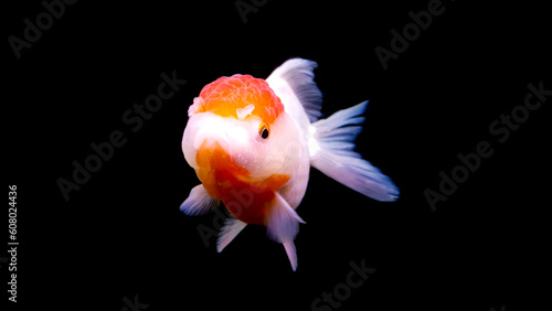 a swimming goldfish isolated on a black background