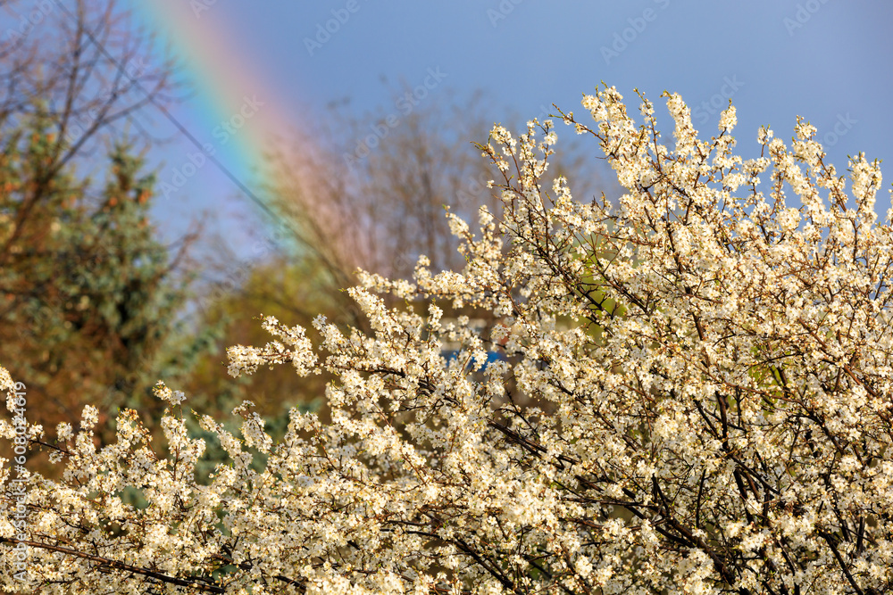 Crown of flowering fruit tree against the backdrop of a rainbow in early spring with selective focus. Spring background Crown of flowering fruit tree against the backdrop of a rainbow in early spring with selective focus. Spring background