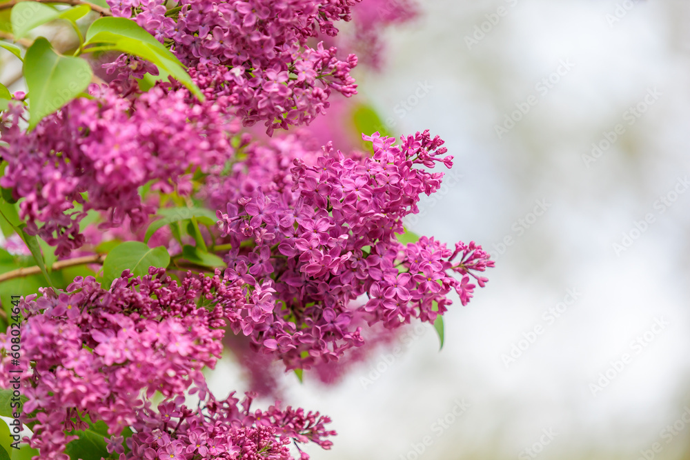 Blooming lilac. Flowers close-up. Background with selective focus and copy space Blooming lilac. Flowers close-up. Background with selective focus and copy space