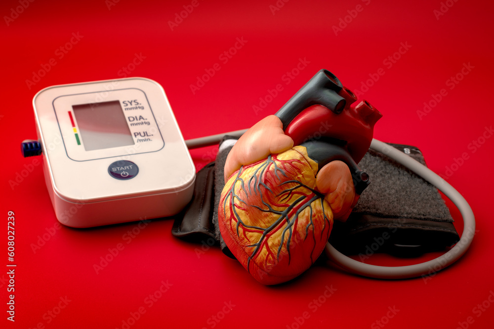 anatomical-model-of-a-human-heart-and-digital-blood-pressure-monitoring