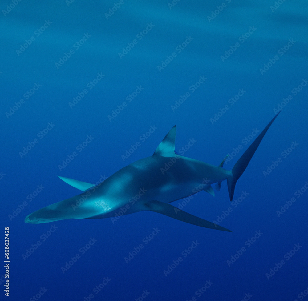 Fototapeta premium Thresher Shark swimming in the Sea of the Philippines AI