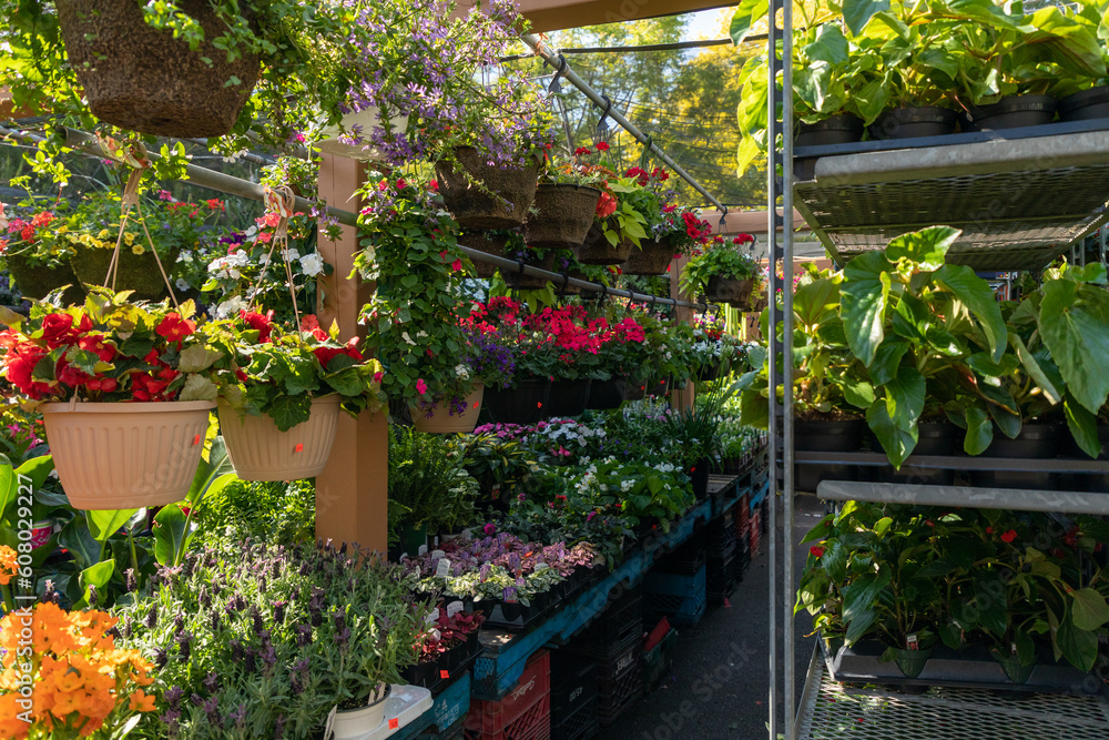 Obraz premium A blooming spring nursery creates a riot of colour ahead of garden planting season