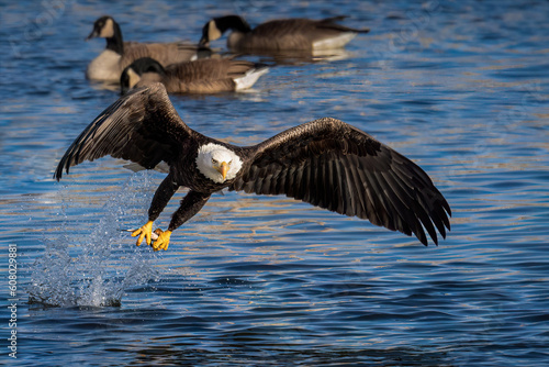 Eagle catching prey