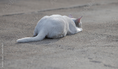 White cat lying on the ground. Selective focus and shallow depth of field.