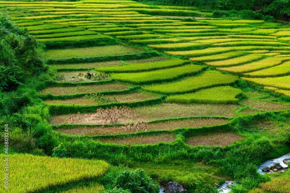 rice terraces in island rice terraces in island