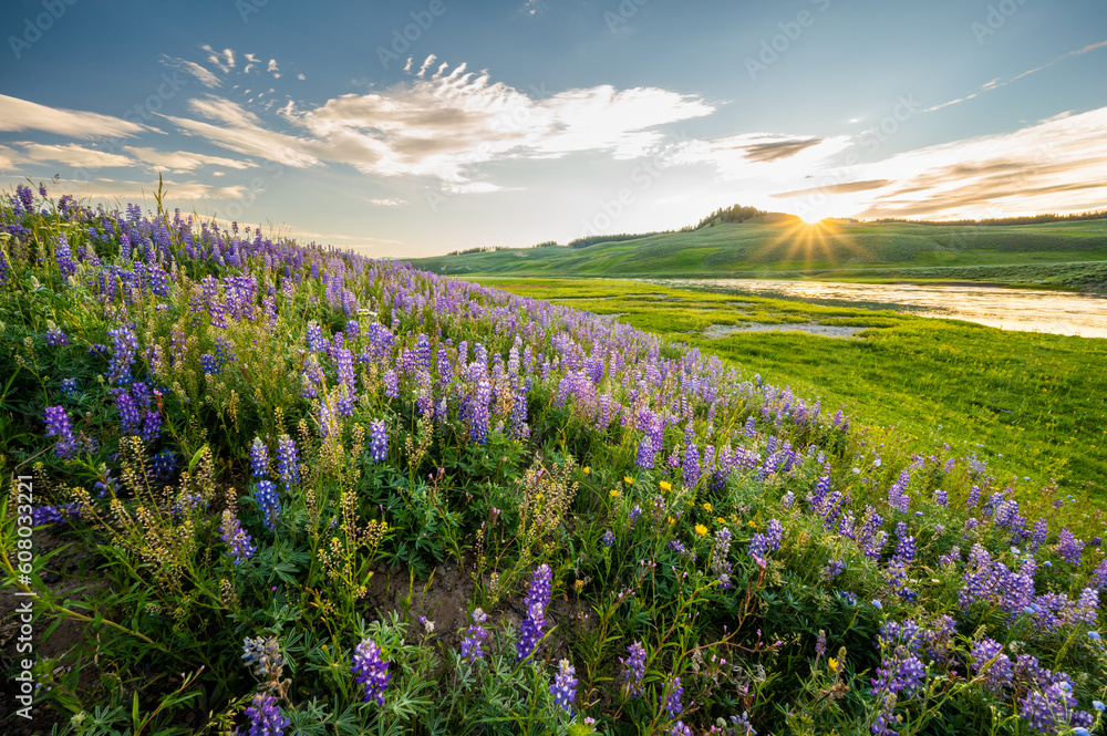 Sunburst Over Lupin Blooms Along Yellowstone River