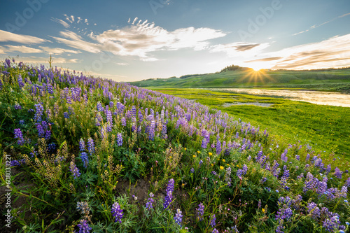 Sunburst Over Lupin Blooms Along Yellowstone River