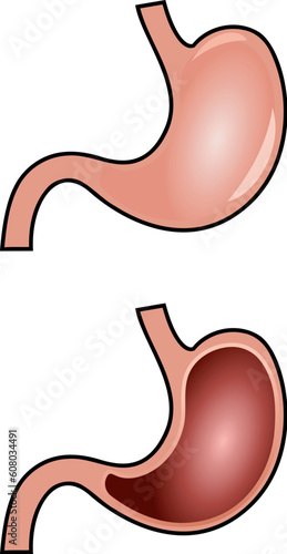 stomach anatomy vector isolated on white background