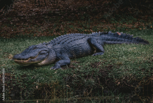 Hilton Head Island alligator 