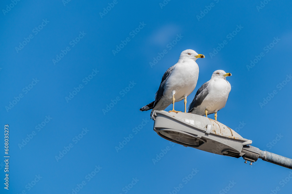 Two seagulls resting on a street lamp Two seagulls resting on a street lamp