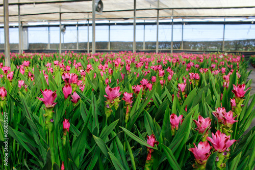 colored turmeric or tulip flower field
