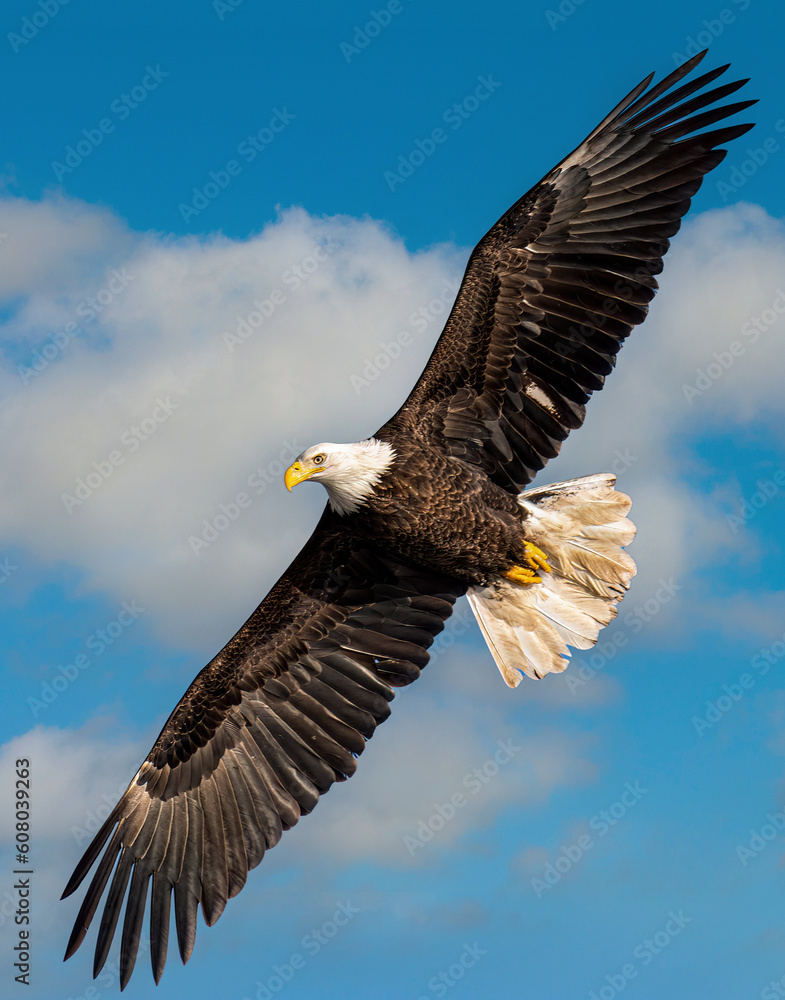 Fototapeta premium Majestic Bald Eagle Soaring high in the sky