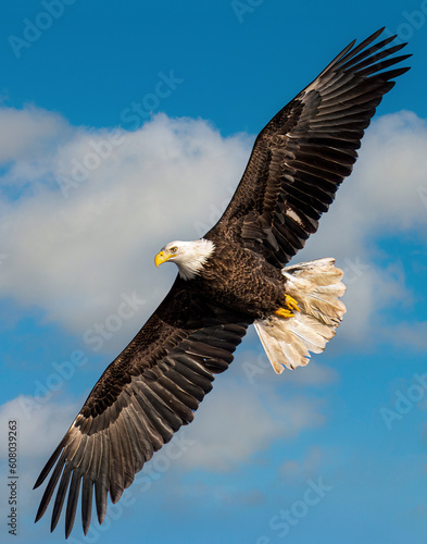 Majestic Bald Eagle Soaring high in the sky