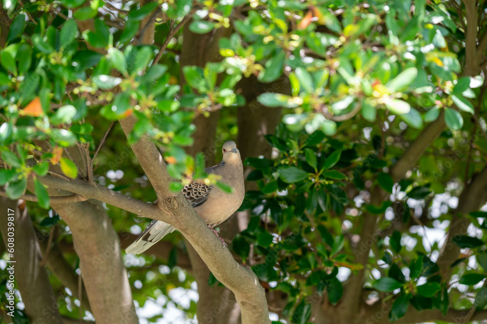 木にとまる鳩