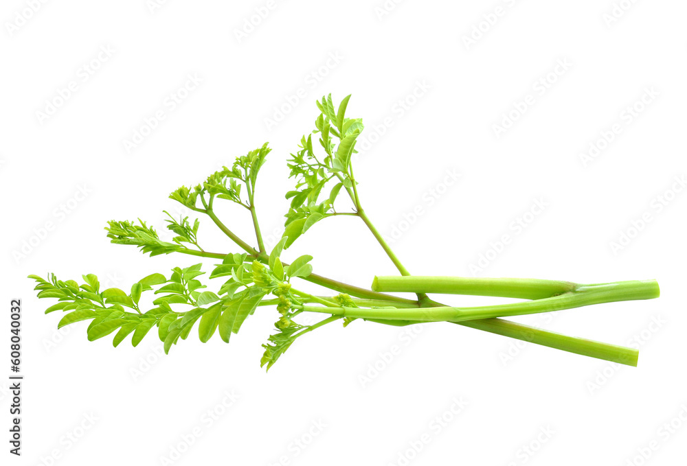 Moringa leaves have medicinal properties. top view transparent png Moringa leaves have medicinal properties. top view transparent png