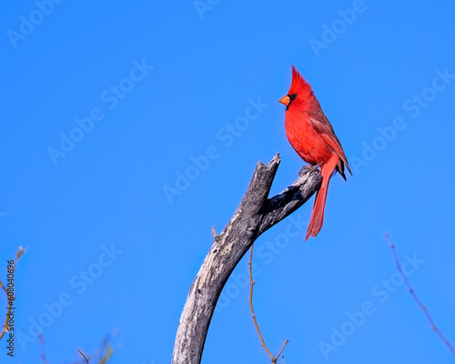 Photograph of a Cardinal bird