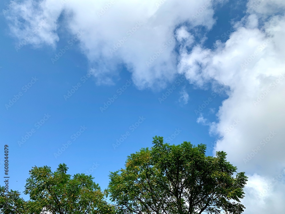 Sunny blue sky with clouds and trees Sunny blue sky with clouds and trees