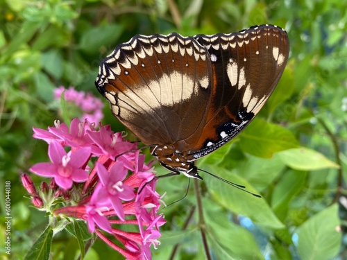 butterfly on flower