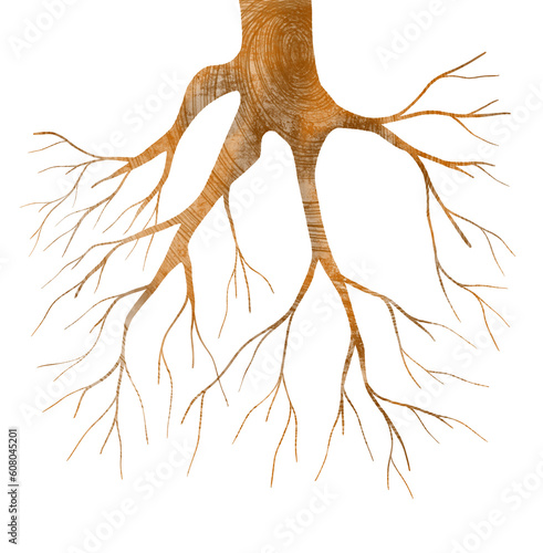 Brown root PNG