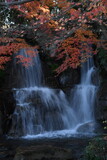 色づくモミジと滝の流れ