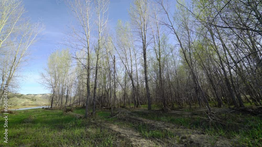 New grass grows on river bottom among newly leafed trees sway on sunny day
