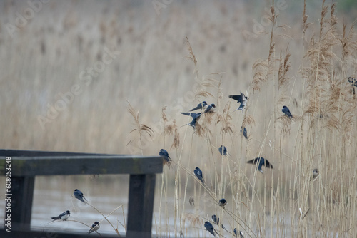 flock of birds on a fence © Windom