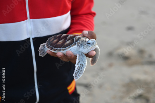 sea turtle in humans hands at Sea Turtles Conservation Research Project in Thailand