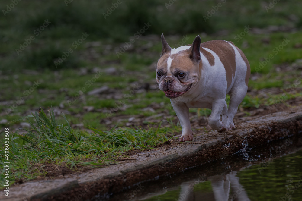 Obraz premium 2022-05-30 A TAN AND WHITE FRENCH BULLDOG WALKING ALONG A PATH AT A OFF LEASH DOG AREA AT MARYMOOR PARK IN REDMOND WASHINGTON