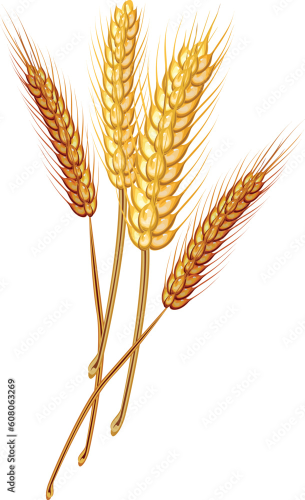 Stock Vector Illustration: Golden Wheat Grain- vector Stock Vector Illustration: Golden Wheat Grain- vector