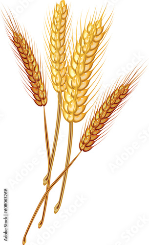 Stock Vector Illustration:  Golden Wheat Grain- vector