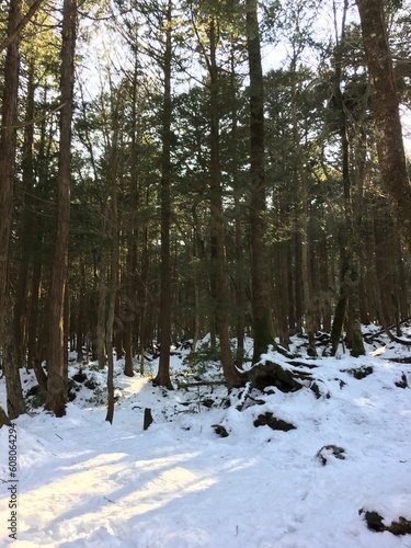 Snow forest in japan