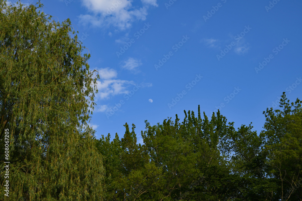 day moon above the trees