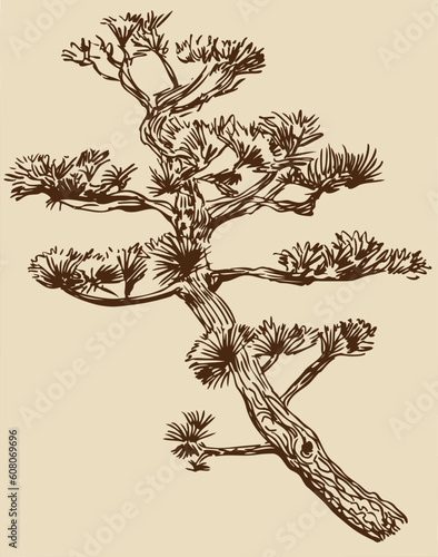 Hand drawn image of a bonsai tree branch.
