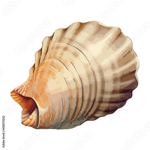 Seashell animal shells in decoration design