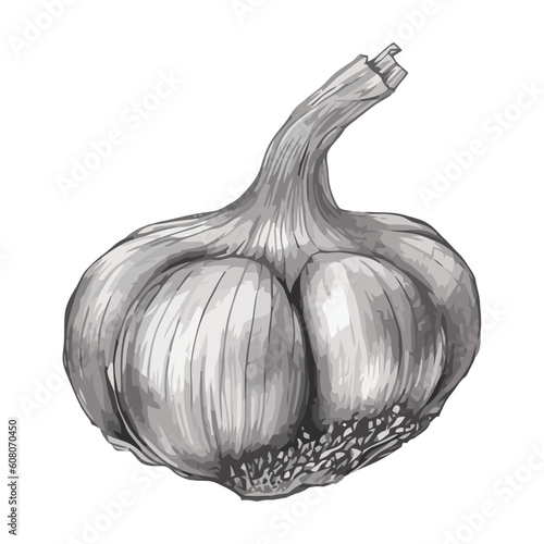 Fresh garlic clove, a healthy seasoning ingredient
