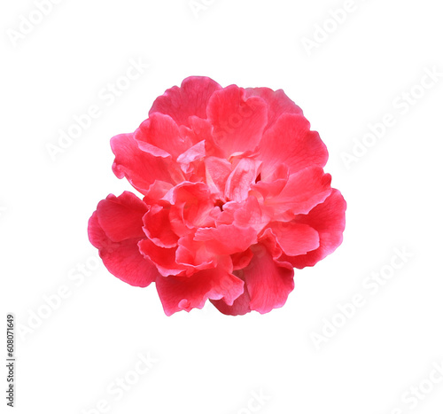 Close up small red-pink rose isolated on transparent background.