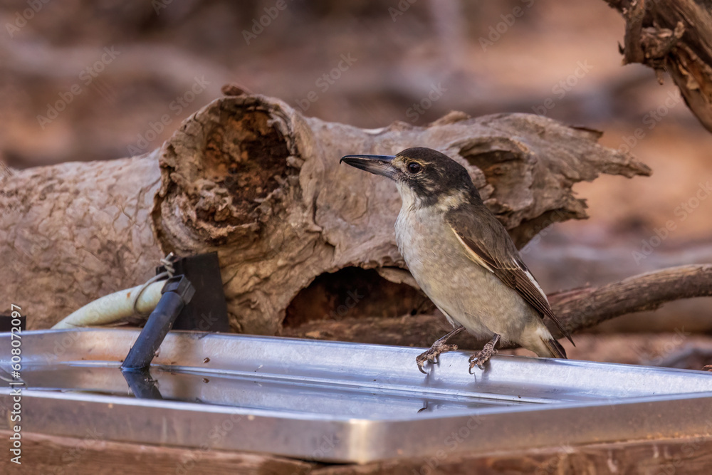 Fototapeta premium A juvenile Grey Butcherbird (Cracticus torquatus) with a olive-brown crown and face and a grey back and a thin buff buff collar. The bill is completely dark grey