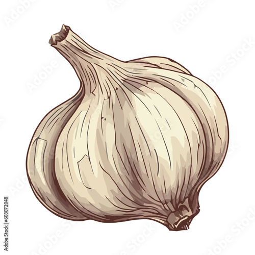 Fresh organic garlic, a healthy gourmet seasoning