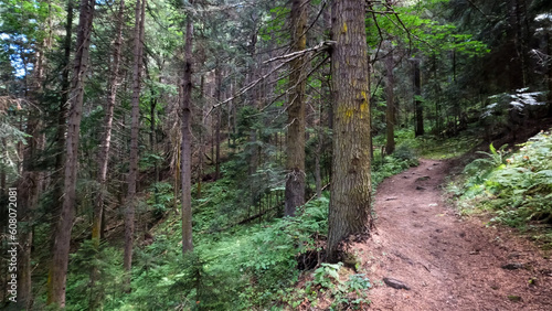 wild green woods in mountain ridge - touristic ground trailway - photo of nature