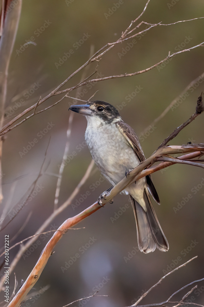 Naklejka premium A juvenile Grey Butcherbird (Cracticus torquatus) with a olive-brown crown and face and a grey back and a thin buff buff collar. The bill is completely dark grey