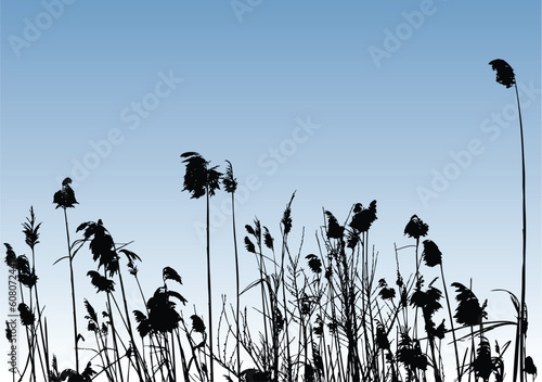 vector illustration of some reeds