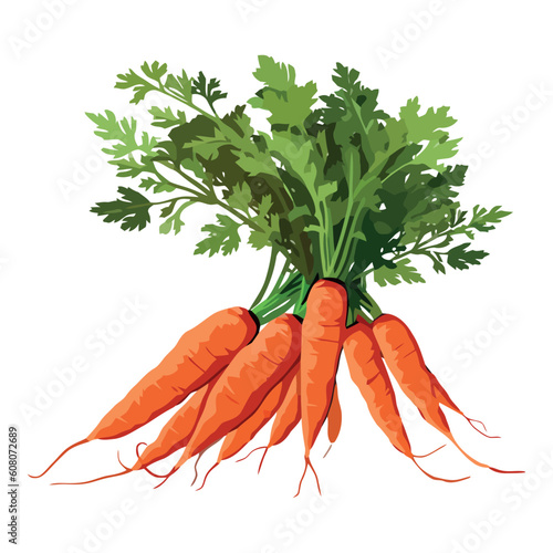 harvested carrots from organic vegetable garden