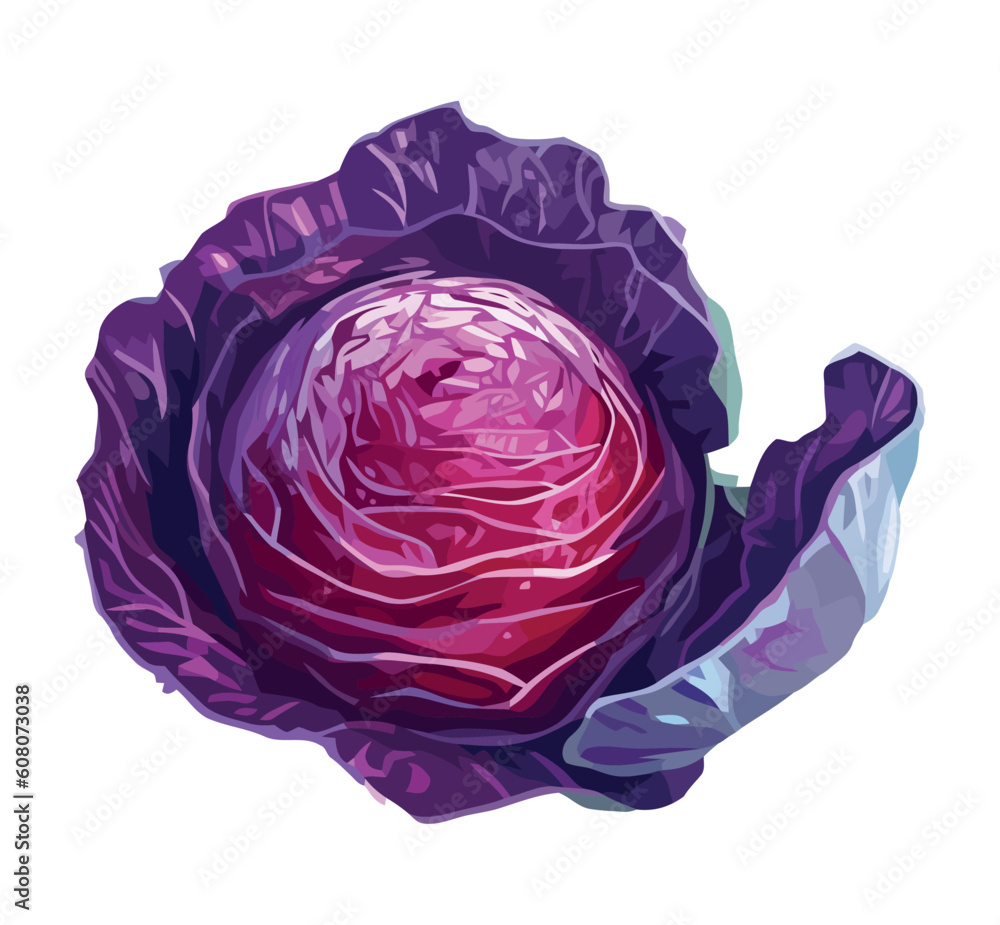 Obraz premium Fresh organic red cabbage salad