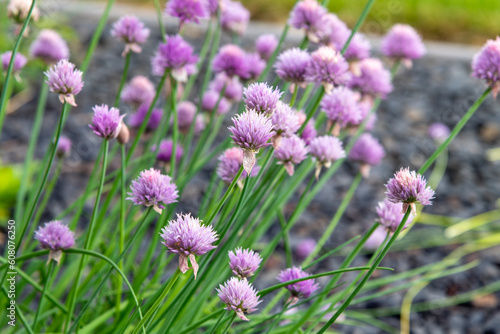 Purple edible flowers in bloom on a chive plant  or allium schoenoprasum in a garden.