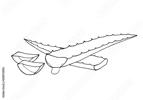 Aloe vera organic plant vector illustration. Isolated vector illustration on white background