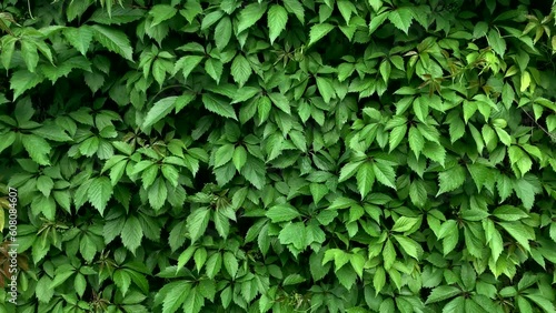 The ivy completely covers the wall of the building, the natural green area outside.Ivy background. Ivy completely covers the brick wall. background, texture