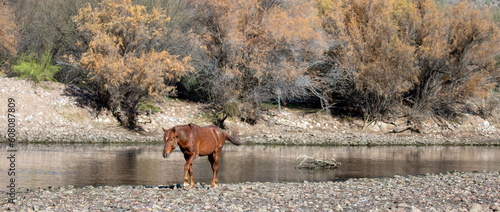 Wild hose - red bay stallion walking along river rock river bank in the southwest United States