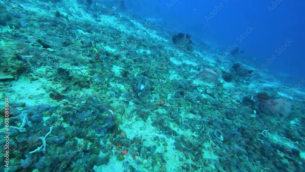 Titan triggerfish swimming and exploring coral reef ecosystem in deep blue water of Indo-Pacific ocean in Timor-Leste, Southeast Asia Titan triggerfish swimming and exploring coral reef ecosystem in deep blue water of Indo-Pacific ocean in Timor-Leste, Southeast Asia